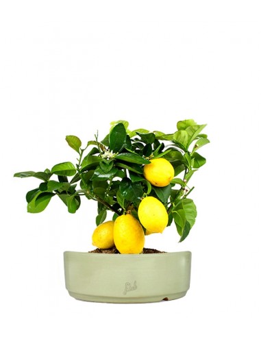 Pianta di limone