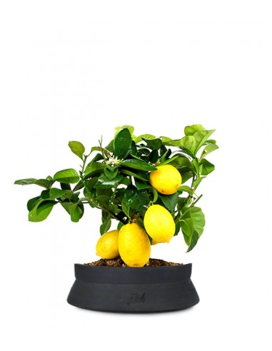 Pianta di limone
