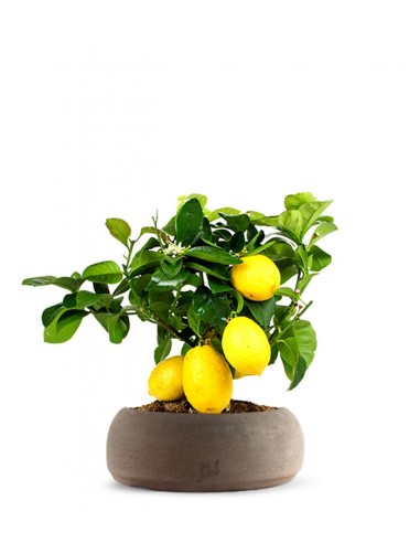 Pianta di limone