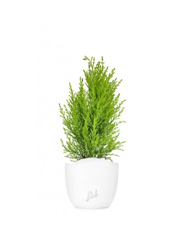 Cipresso Golden Crest in vaso