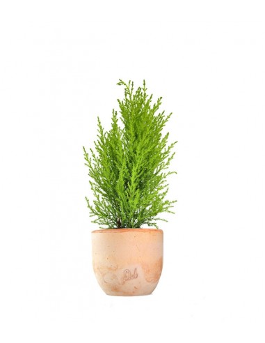 Cipresso Golden Crest in vaso