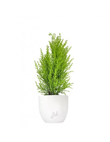 Cipresso Golden Crest