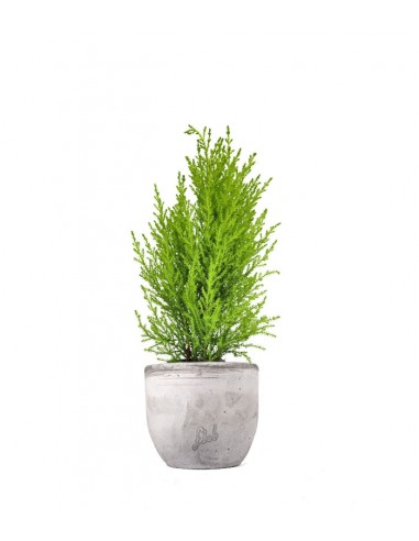 Cipresso Golden Crest in vaso