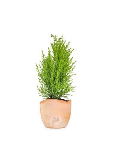 Cipresso Golden Crest