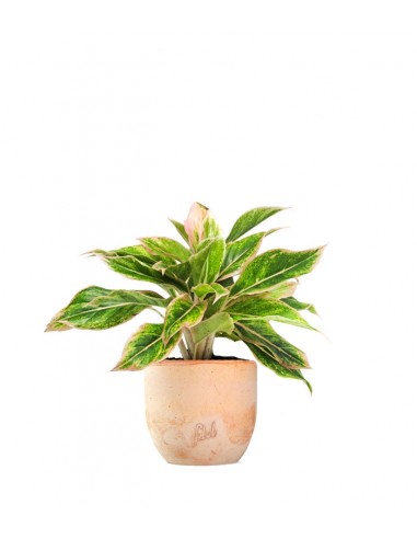 Aglaonema "Sparkling Sarah"