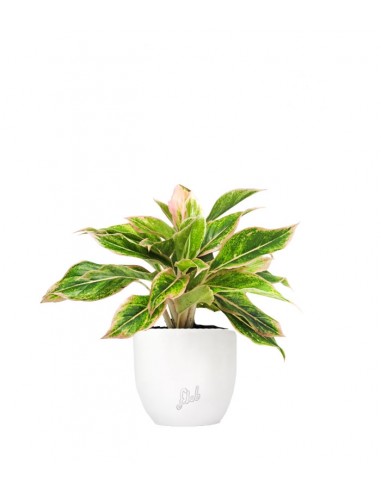 Aglaonema "Sparkling Sarah"