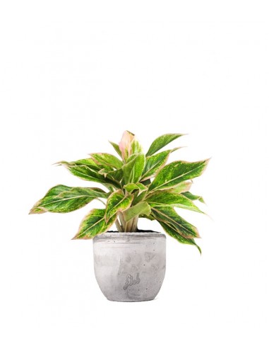 Aglaonema "Sparkling Sarah"