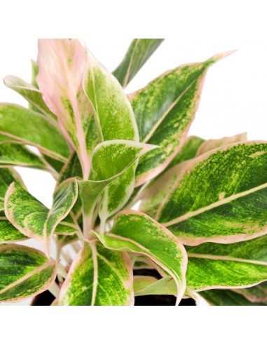 Aglaonema "Sparkling Sarah"