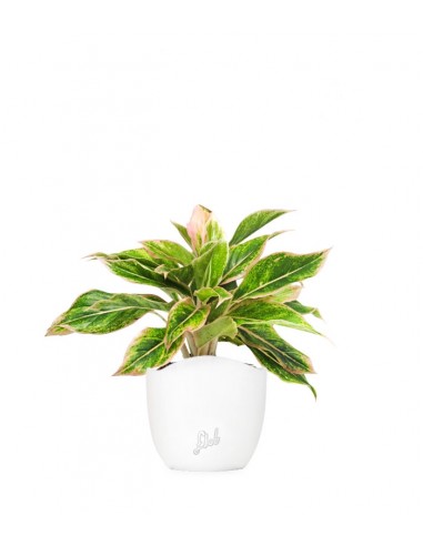 Aglaonema "Sparkling Sarah"