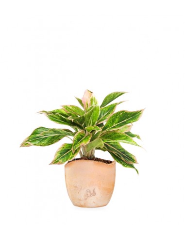 Aglaonema "Sparkling Sarah"