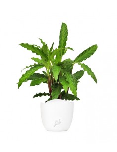 Calathea Rufibarba