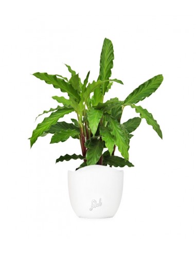 Calathea Rufibarba