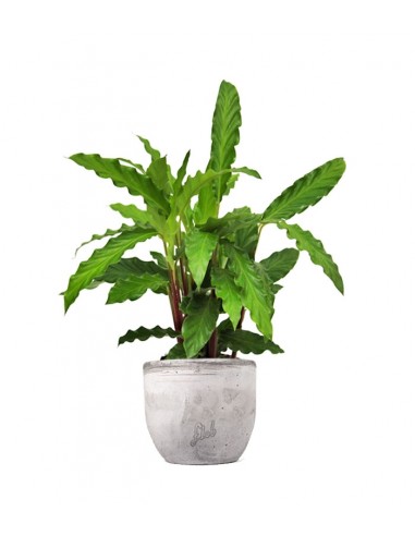Calathea Rufibarba