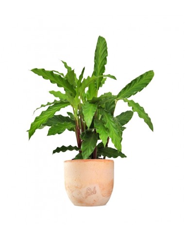 Calathea Rufibarba