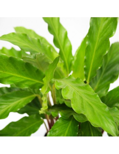 Calathea Rufibarba