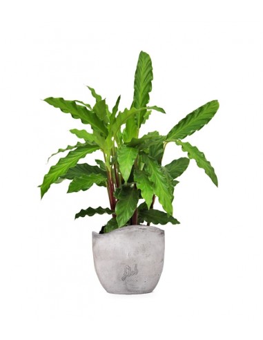 Calathea Rufibarba