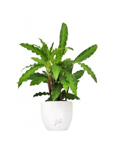 Calathea Rufibarba