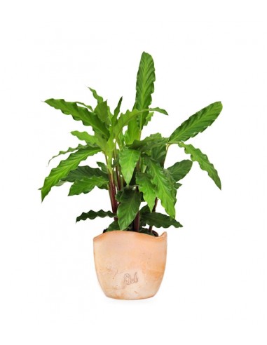 Calathea Rufibarba