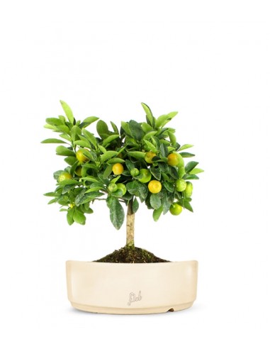 Limone Calamondino