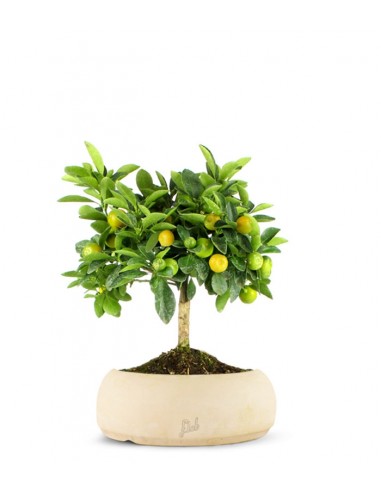 Limone Calamondino