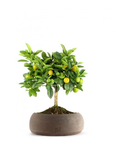 Limone Calamondino