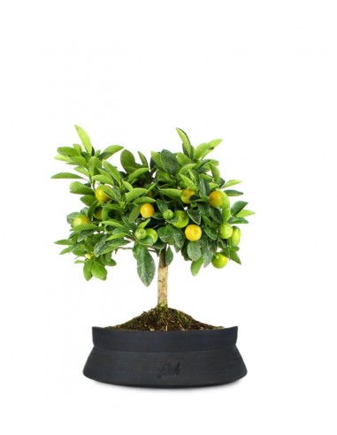 Limone Calamondino