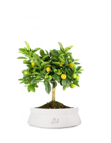 Limone Calamondino