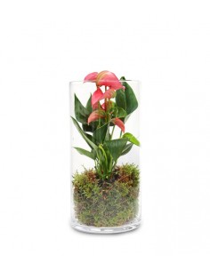 Anthurium rosa in terrarium