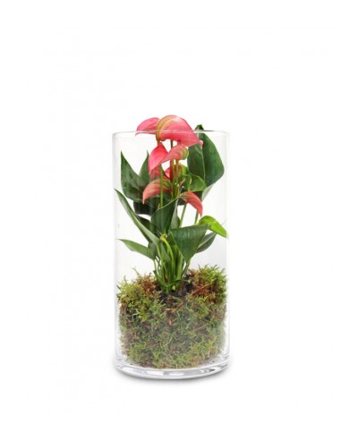 Anthurium rosa in terrarium