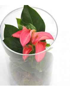 Anthurium rosso in terrarium 2