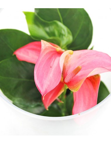 Anthurium rosso in terrarium