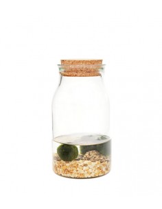 Marimo barattolo in vetro