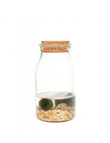 Marimo barattolo in vetro