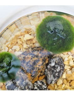 Marimo in barattolo 2