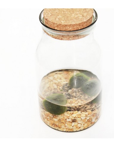 Marimo barattolo in vetro
