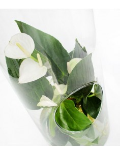Anthurium bianco in vetro 2
