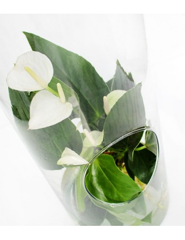 Anthurium bianco in vetro