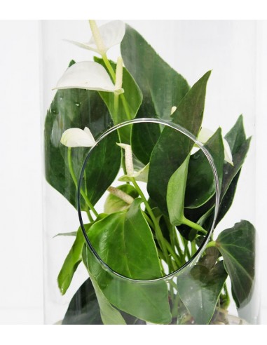 Anthurium rosso in terrarium