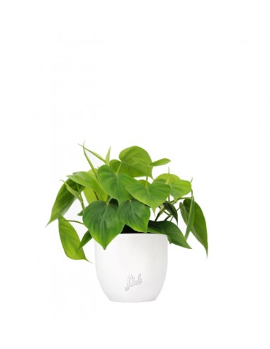 Filodendro Scandens