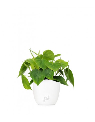 Filodendro Scandens