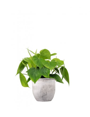 Filodendro Scandens