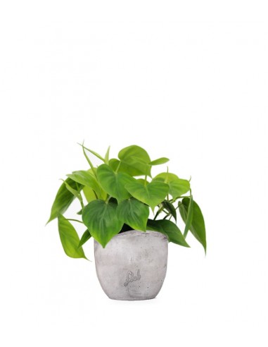 Filodendro Scandens