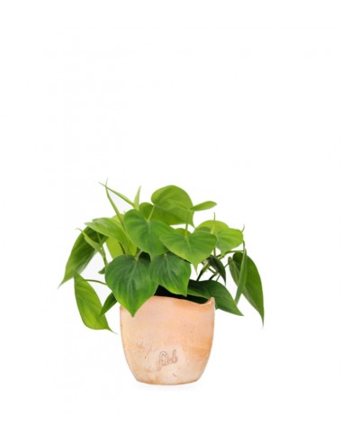 Filodendro Scandens