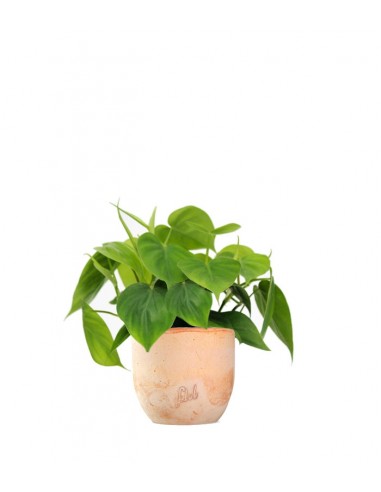 Filodendro Scandens