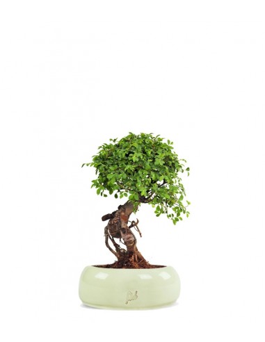 Olmo Zelkova nuovo