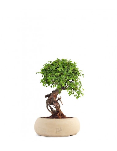 Olmo Zelkova nuovo