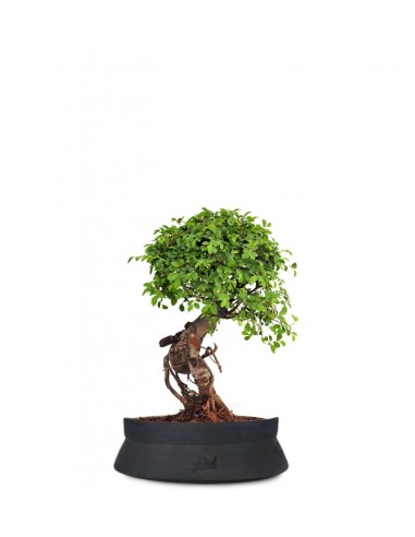 Olmo Zelkova nuovo