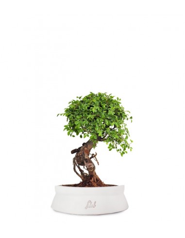 Olmo Zelkova nuovo