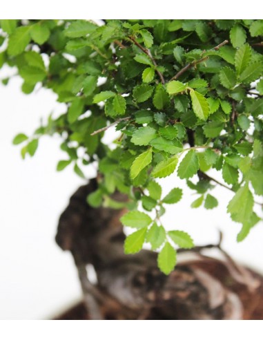 Olmo Zelkova nuovo