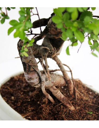 Olmo Zelkova nuovo